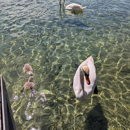 Seehaus Miglbauer דירה